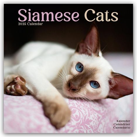 Avonside Publishing Ltd: Siamese Cats - Siam-Katzen 2025 - 16-Monatskalender, Kalender