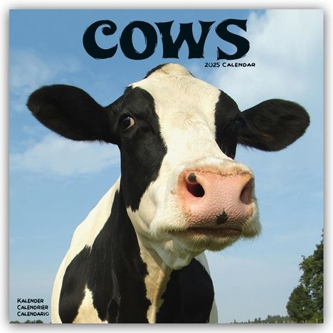 Avonside Publishing Ltd: Cows - Kühe 2025 - 16-Monatskalender, Kalender