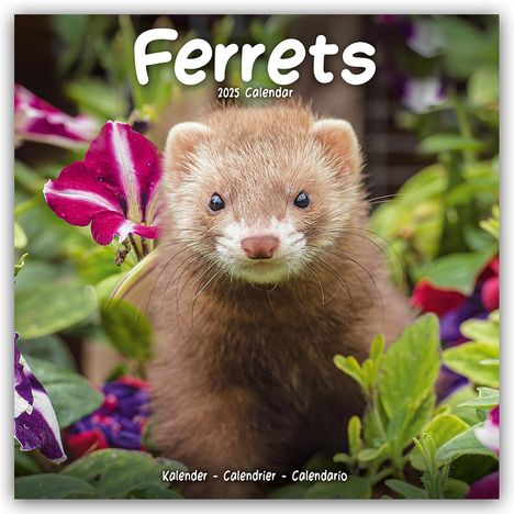 Avonside Publishing Ltd: Ferrets - Frettchen 2025 - 16-Monatskalender, Kalender