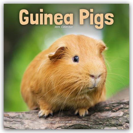 Avonside Publishing Ltd: Guinea Pigs - Meerschweinchen 2025 - 16-Monatskalender, Kalender