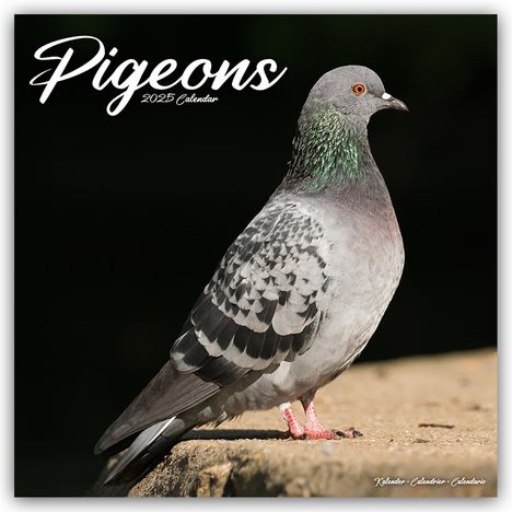 Avonside Publishing Ltd: Pigeons - Tauben 2025 - 16-Monatskalender, Kalender