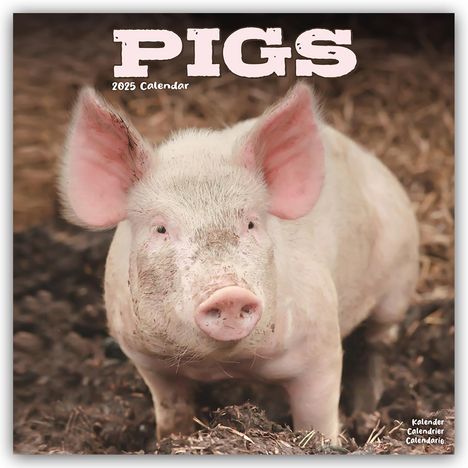 Avonside Publishing Ltd: Pigs - Schweine 2025 - 16-Monatskalender, Kalender