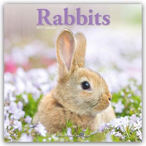 Avonside Publishing Ltd: Rabbits - Kaninchen 2025 - 16-Monatskalender, Kalender