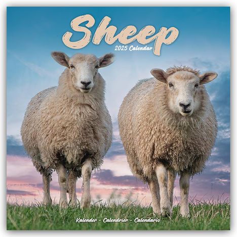 Avonside Publishing Ltd: Sheep - Schafe 2025 - 16-Monatskalender, Kalender