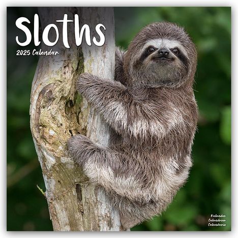 Avonside Publishing Ltd: Sloths - Faultiere 2025 - 16-Monatskalender, Kalender