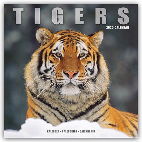 Avonside Publishing Ltd: Tigers - Tiger 2025 - 16-Monatskalender, Kalender