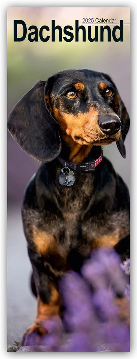 Avonside Publishing Ltd: Dachshunds - Dackel 2025, Kalender