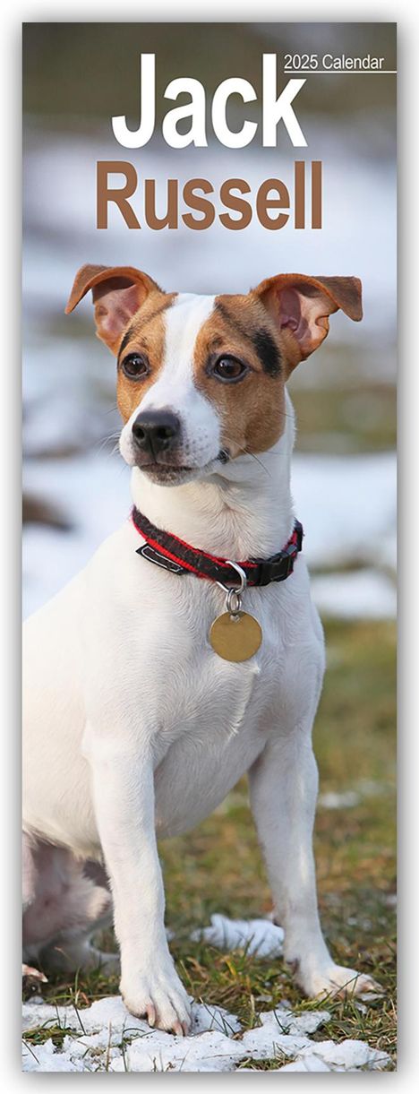 Avonside Publishing Ltd: Jack Russell - Jack Russell Terrier 2025, Kalender