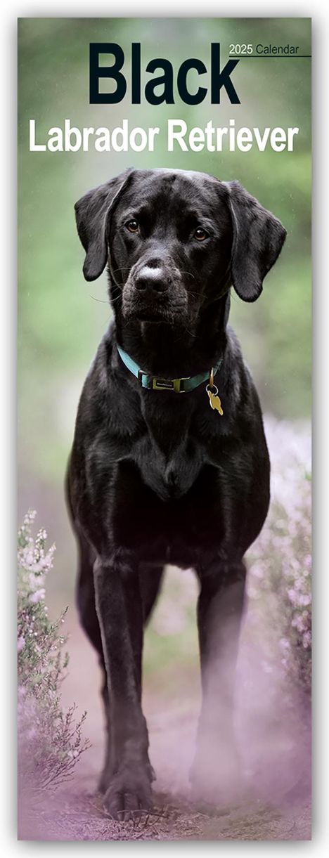 Avonside Publisher Ltd: Black Labrador Retriever - Schwarze Labrador Retriever 2025, Kalender