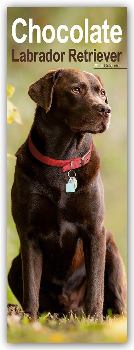 Avonside Publisher Ltd: Chocolate Labrador Retriever - Schokoladenfarbener Labrador Retriever 2025, Kalender