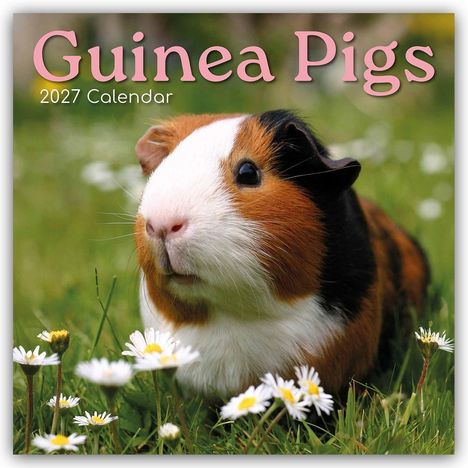 Texte: "Guinea Pigs", "2027 Calendar". Ein Meerschweinchen im Gras, umgeben von Gänseblümchen.