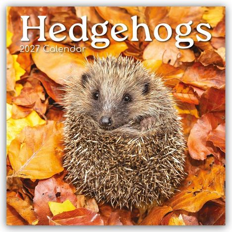 Text: "Hedgehogs 2027 Calendar". Abgebildet ist ein zusammengerollter Igel auf bunten Herbstblättern.