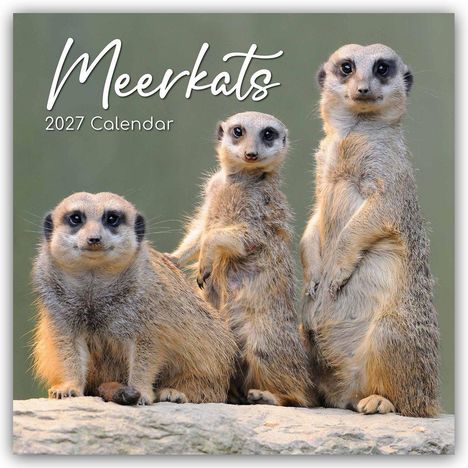 „Meerkats 2027 Calendar“. Drei Erdmännchen stehen auf einem Felsen und schauen aufmerksam nach vorne.