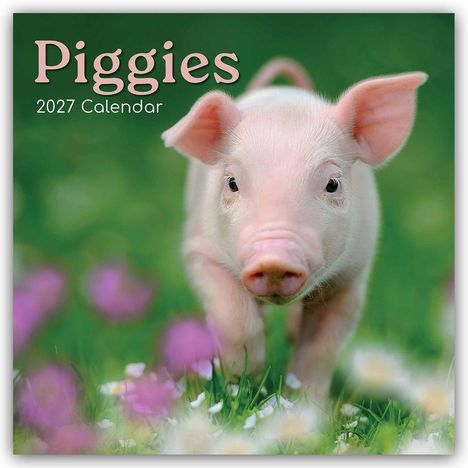 „Piggies 2027 Calendar“ zeigt ein Ferkel auf einer grünen Wiese mit Blumen im Vordergrund.