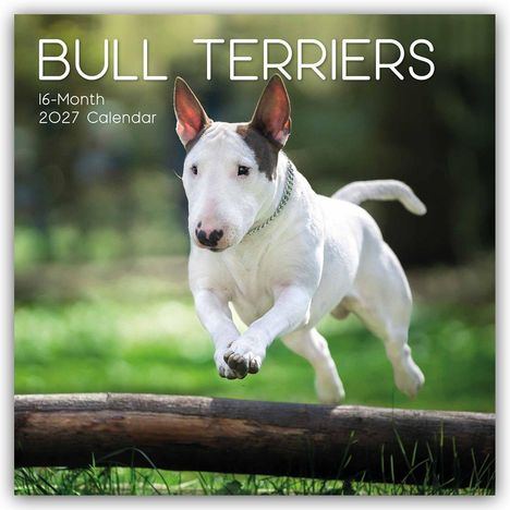 „BULL TERRIERS“, „16-Month 2027 Calendar“. Ein Bullterrier springt über ein Hindernis im Grünen.