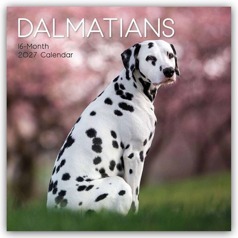 DALMATIANS, 16-Month 2027 Calendar. Ein Dalmatiner sitzt auf grünem Gras, Hintergrund in unscharfem Rosa.