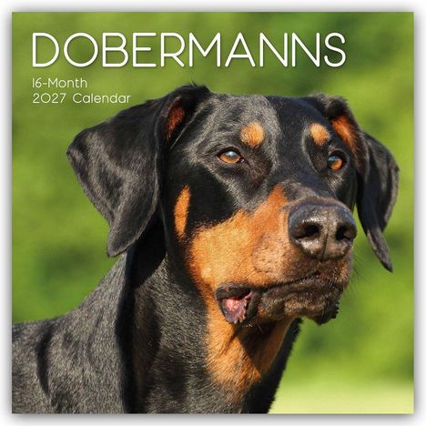 Text: "DOBERMANNS", "16-Month 2027 Calendar". Bild eines Dobermanns vor unscharfem grünen Hintergrund.