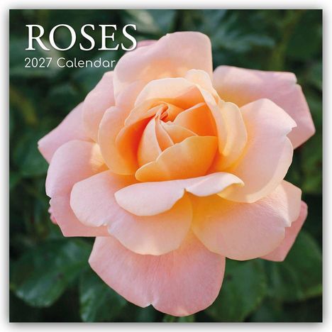 Texte: „ROSES 2027 Calendar“. Großaufnahme einer rosafarbenen Rose mit weichen, üppigen Blütenblättern.