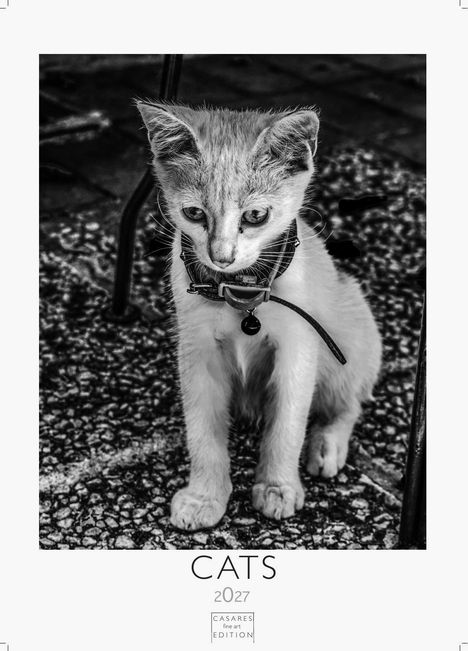 „CATS 2027 Casares Fine Art Edition“. Ein Kätzchen mit Halsband sitzt auf einer gepflasterten Fläche.