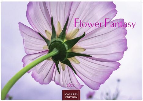 "Flower Fantasy", "2024", "CASARES EDITION". Nahaufnahme einer lila Blume von unten gegen einen hellen Hintergrund.