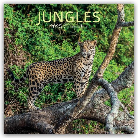 Gifted Stationery Co. Ltd: Jungles - Dschungel 2025 - 16-Monatskalender, Kalender