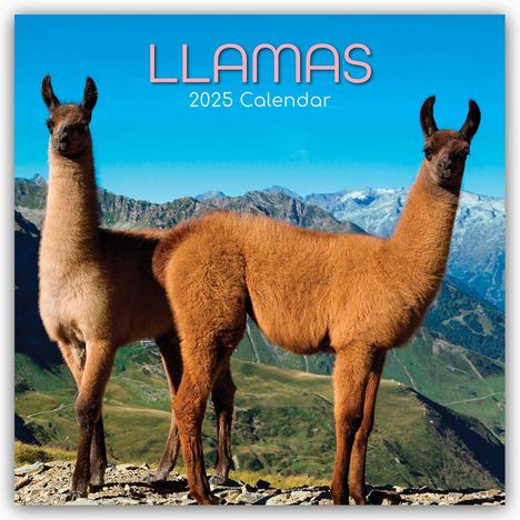 Gifted Stationery Co. Ltd: Llamas - Lamas 2025 - 12-Monatskalender, Kalender