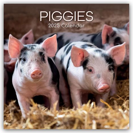 Gifted Stationery Co. Ltd: Piggies - Ferkel Schweine 2025 - 16-Monatskalender, Kalender