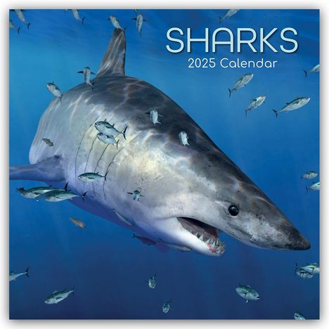 Gifted Stationery Co. Ltd: Sharks - Haie 2025 - 16-Monatskalender, Kalender