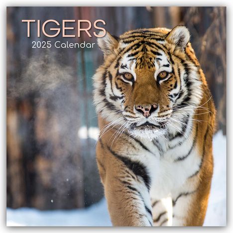 The Gifted: Tigers - Tiger 2025 - 16-Monatskalender, Kalender