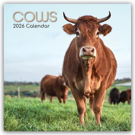 Gifted Stationery Co. Ltd: Cows - Kühe 2026 - 16-Monatskalender, Kalender