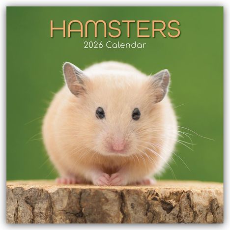 Gifted Stationery Co. Ltd: Hamsters - Hamster 2026 - 16-Monatskalender, Kalender