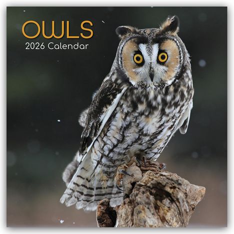 Gifted Stationery Co. Ltd: Owls - Eulen 2026 - 16-Monatskalender, Kalender