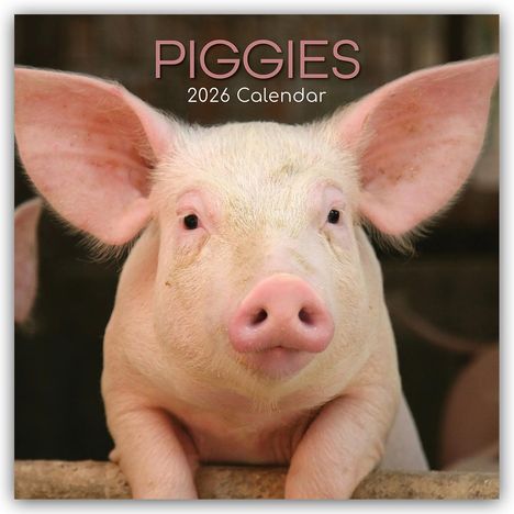 Gifted Stationery Co. Ltd: Piggies - Ferkel Schweine 2026 - 16-Monatskalender, Kalender