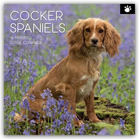 Gifted Stationery Co. Ltd: Cocker Spaniels 2026 - 16-Monatskalender, Kalender