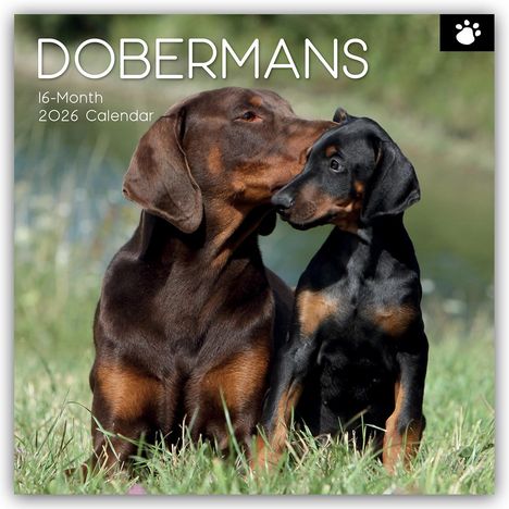 Gifted Stationery Co. Ltd: Dobermans - Dobermann 2026 - 16-Monatskalender, Kalender