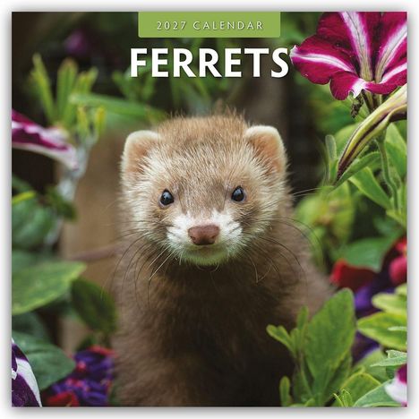 Text: "2027 Calendar Ferrets". Ein Frettchen schaut nach rechts vor einem grünen Hintergrund.