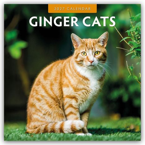 Text: "2027 Calendar, Ginger Cats." Eine rot getigerte Katze sitzt im Grünen und schaut direkt in die Kamera.