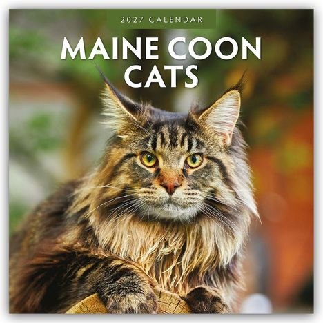 "2027 Calendar: Maine Coon Cats", Maine Coon liegt entspannt im Gras, sonnige Umgebung im Hintergrund.
