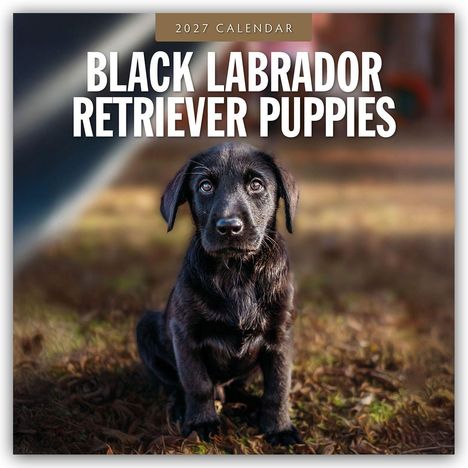 2027 Calendar: Black Labrador Retriever Puppies. Ein schwarzer Welpe sitzt auf grasbedecktem Boden und schaut nach vorn.