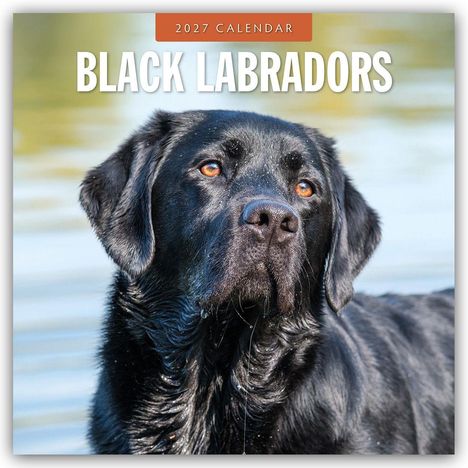 Text: „2027 Calendar“, „Black Labradors“. Ein schwarzer Labrador steht im Wasser und schaut aufmerksam.