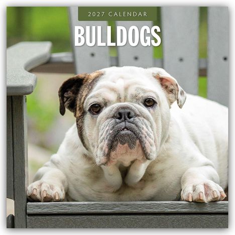 „2027 Calendar, Bulldogs“ steht über einem entspannten Bulldoggenkopf auf einem grauen Stuhl.