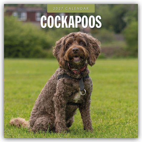 Text: "2027 Calendar, Cockapoos". Ein Cockapoo-Hund sitzt auf einer Wiese, Hintergrund unscharf.