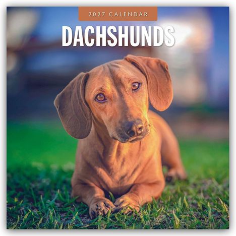 Text: "2027 CALENDAR DACHSHUNDS". Ein Dackel liegt auf grünem Gras und schaut neugierig in die Kamera.