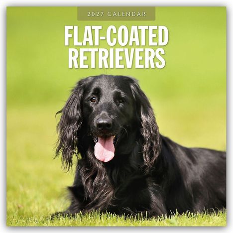 „2027 Calendar“, „Flat-Coated Retrievers“. Ein schwarzer Hund liegt auf grünem Gras mit sichtbarer Zunge.