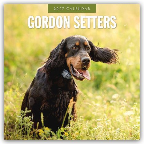 2027 CALENDAR GORDON SETTERS. Ein fröhlicher Gordon Setter-Hund sitzt auf einer blühenden Wiese.
