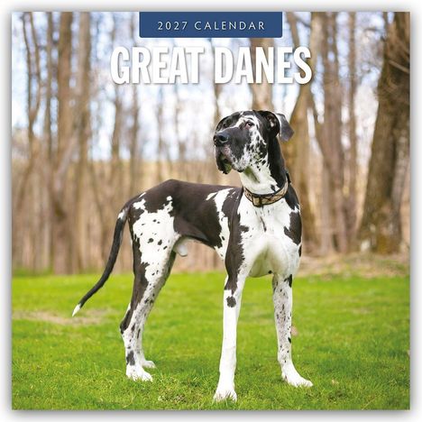 Text: "2027 Calendar Great Danes." Ein Hund liegt auf blauem Stoffhintergrund.