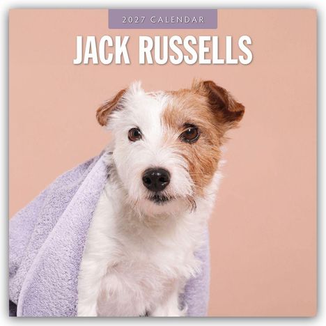 Text: "2027 Calendar JACK RUSSELLS." Ein Jack Russell Terrier mit lila Handtuch vor einem rosa Hintergrund.