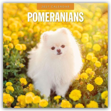 „2027 CALENDAR POMERANIANS“ steht oben. Ein flauschiger, weißer Pomeranian zwischen leuchtend gelben Blumen.