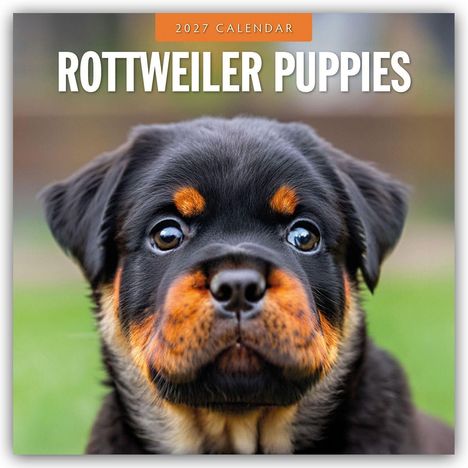 Text: "2027 Calendar, Rottweiler Puppies." Nahaufnahme eines Rottweiler-Welpen mit großen Augen.