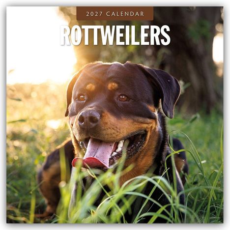Text: "2027 CALENDAR ROTTWEILERS". Ein Rottweiler liegt im Gras bei Sonnenuntergang, schaut freundlich mit heraushängender Zunge.